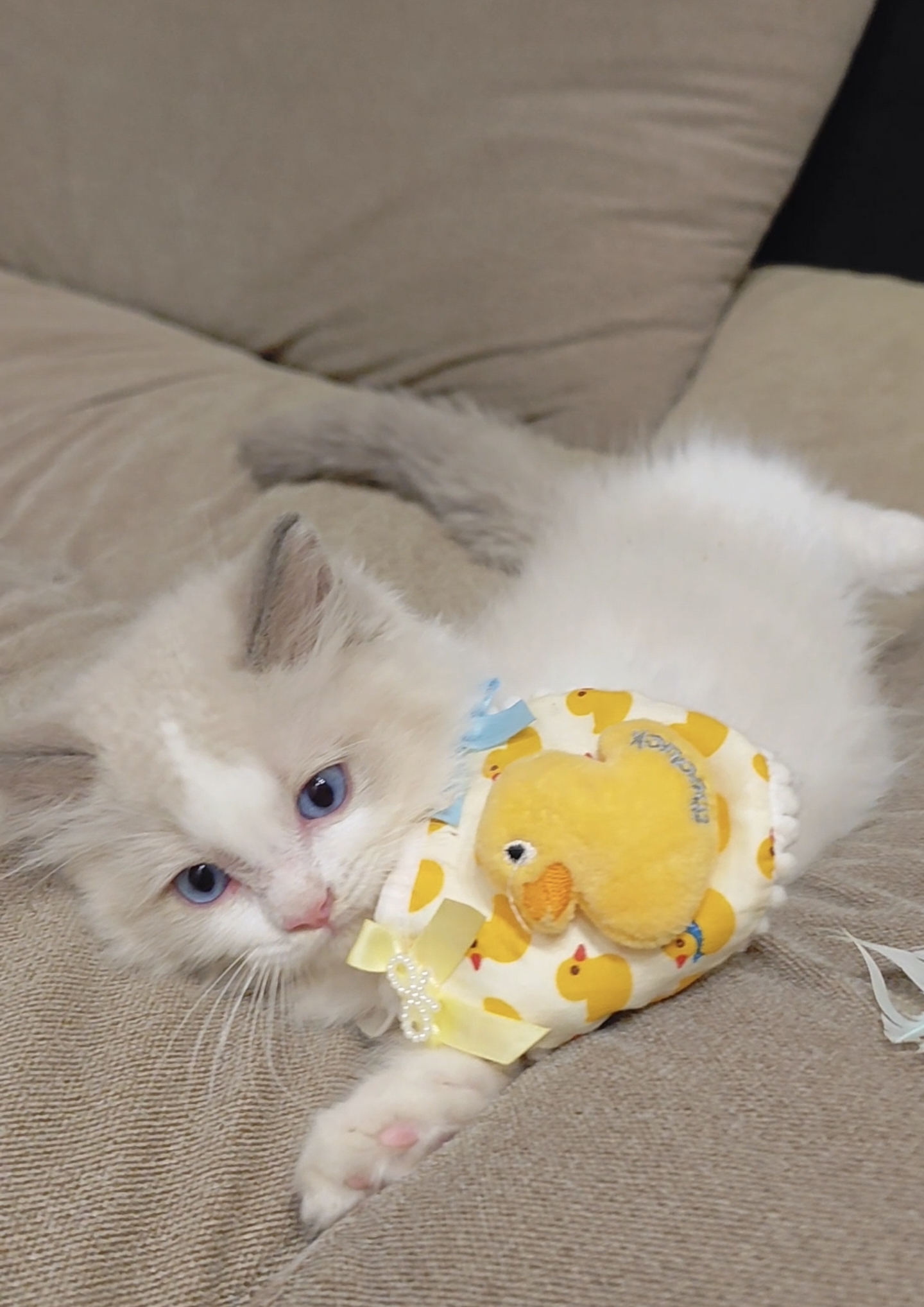 蓝双布偶猫弟弟